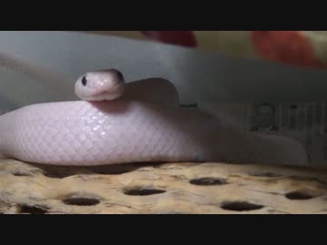 【一般家庭の白へび様】脱皮する