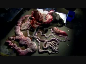 【グロ注意】ゾウさんの解剖