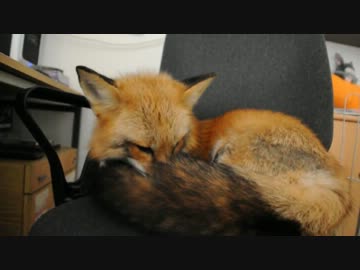 めんこいキツネ