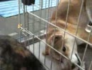 柴犬と猫のぬいぐるみ闘争