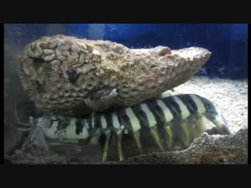 水族館ツーリング30-1. 中央構造線の旅 ～紀伊半島編～