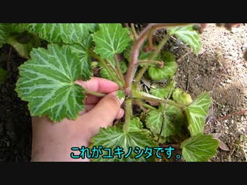 ミクさんがユキノシタの味噌汁を作ったようです【トークロイド】