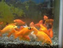 金魚のエサやり（ドジョウ乱入編）