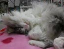 寝言を言う猫