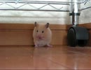 ハムスターがくしくししてるだけ