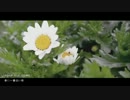 春を思い出しながら春に一番近い街を歌ってみた【AIR】