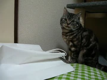 紙袋ぽこぽこ