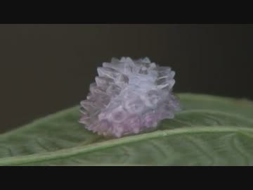 透明な宝石イモムシ