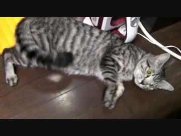 【てすと】　ねこ