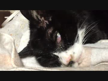 うちの長老の愛らしい寝顔録ってみた