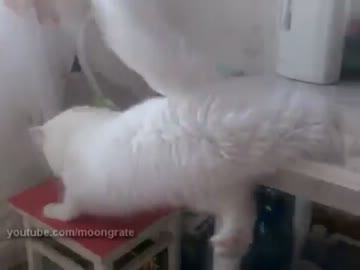 足が滑って落ちそうになる猫。頑張って踏ん張ったけど……