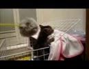 生後2カ月の子猫チビ―じゃらし2―
