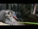 野良子猫と遊んでみた