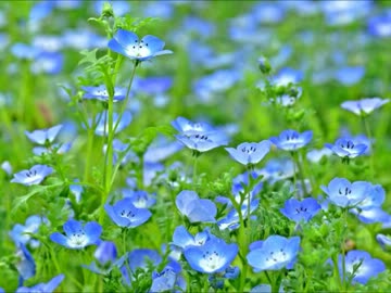 【オーケストラ】花になる【sm17845089のアレンジ】