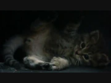 野良子猫を保護して遊んでみた