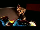 生後2カ月の子猫チビ―ガジガジ―