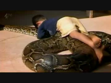 【グロ注意】巨大ニシキヘビさんの解剖