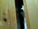 かぎしっぽのニノ、ふすま開けを覚えるの巻