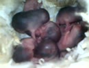 ハムスターの赤ちゃんが産まれたよ1