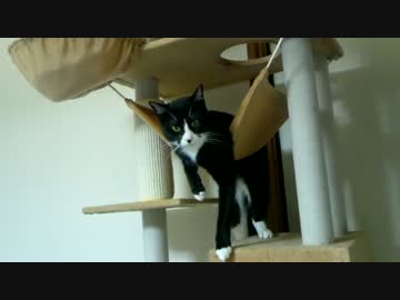 大型キャットタワーに出会う猫【設置後】
