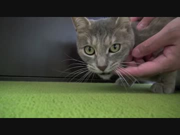 モアレとクリエ 「絶対に渡さにゃい！」