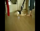 掃除機で吸われても動こうとしないデブ猫