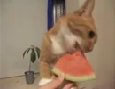 スイカをバリバリ食べる猫
