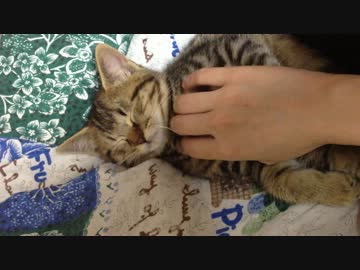 捨て猫を拾って３日したらすごい懐かれた