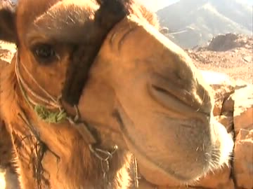 まったりぶらぶら -中東/エジプト編①-４-