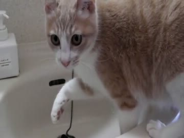 立つ猫跡を濁さず(＾ω＾)