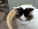 猫カフェに行ってきた vol.3