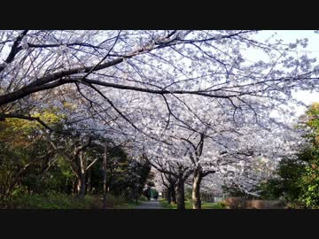 キルミー桜