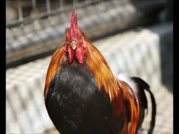 動物の真似してみた