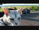 ぬこ軍団との遭遇