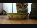 野良子猫を保護してみた２