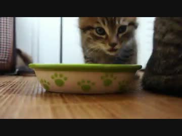 野良子猫を保護してみた２