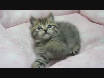 野良子猫を保護してみた３