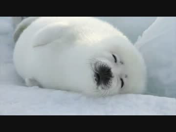 タテゴトアザラシの赤ちゃんと日本人カメラマン