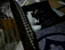 コタツに半身入って寝る猫２