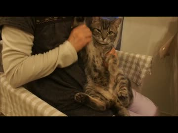 ツンギレのうちの猫は「はーい！」と返事してくれる