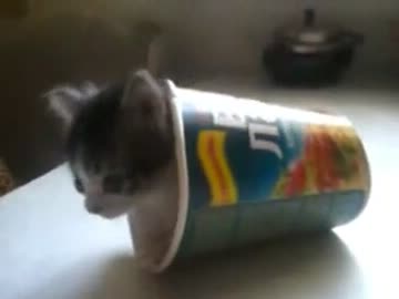 カップ麺の容器に入って遊ぶ子ねこ