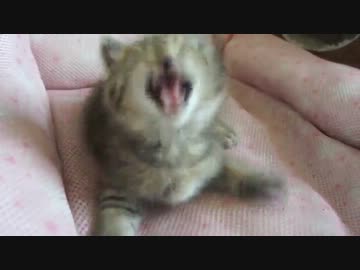 野良子猫を保護してみた４