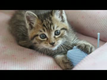 野良子猫を保護してみた【ラスト】