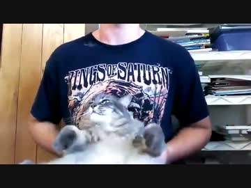 猫にエアドラムさせてみた