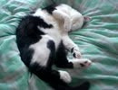 うちのにゃんこ part8