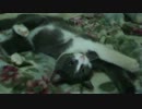 猫ここにいますよ！