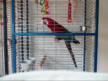 ５分間耐久ベニ語レッスン・その２（１２年５月２０日）