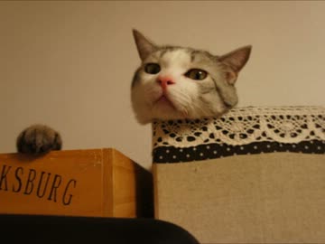 ツンギレのうちの猫の生首ごっこ