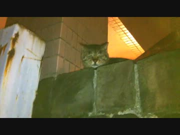 塀の上の返事してくれる猫さん