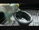 インコの水浴び